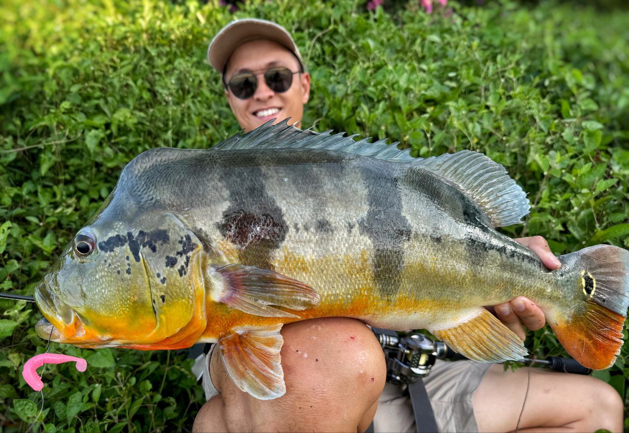 "FREESTYLE" 2.5 inch soft plastic lure